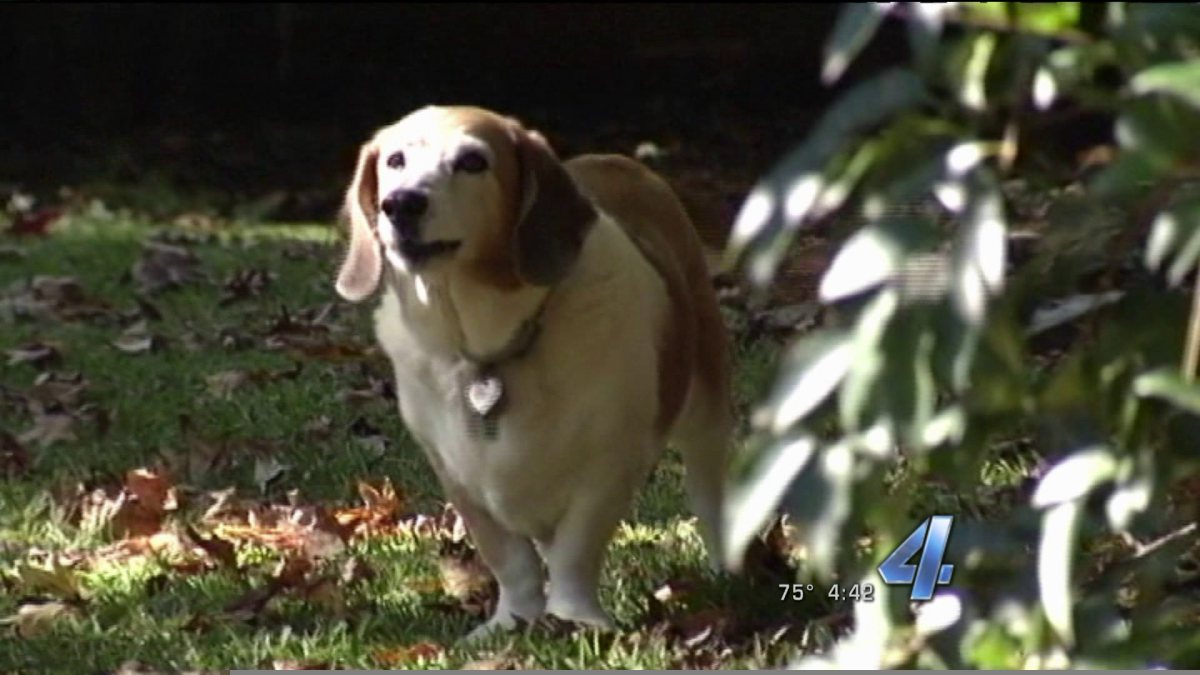 Cão quase teve um ataque cardíaco de emoção quando reencontra a sua dona após 2 anos