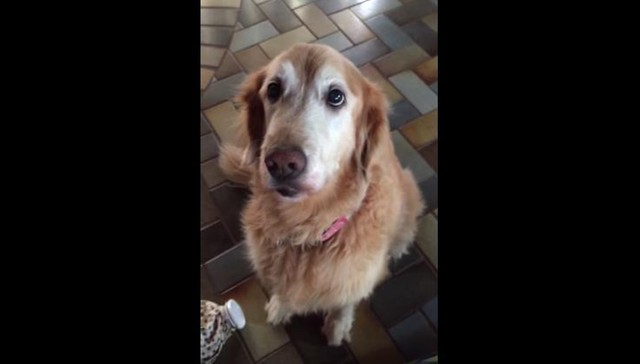 Cão tem a reação mais adorável quando descobre que não tem cancro