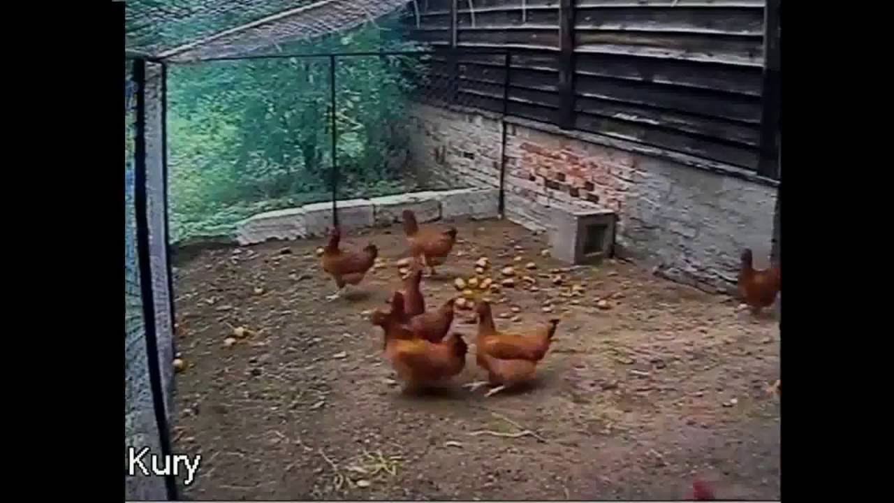 Cão salva o dia ao afugentar uma raposa que se aproximava de um galinheiro