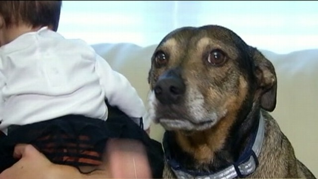 Cão percebe que bebé não estava respirando e salva a sua vida!