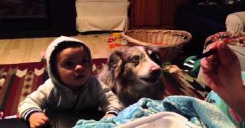 Disse ao bebé para dizer “mãe”… mas vais ficar surpreendido com o que o cão fez