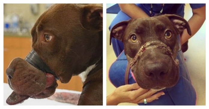 Pitbull com o focinho atado. Felizmente recupera das lesões e agora vive feliz!