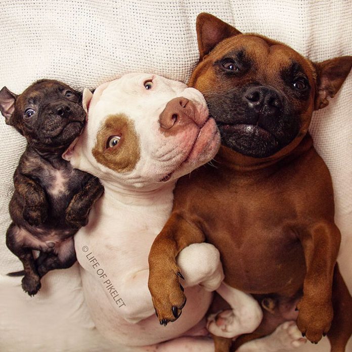 Este cãozinho foi adoptado por estes cães