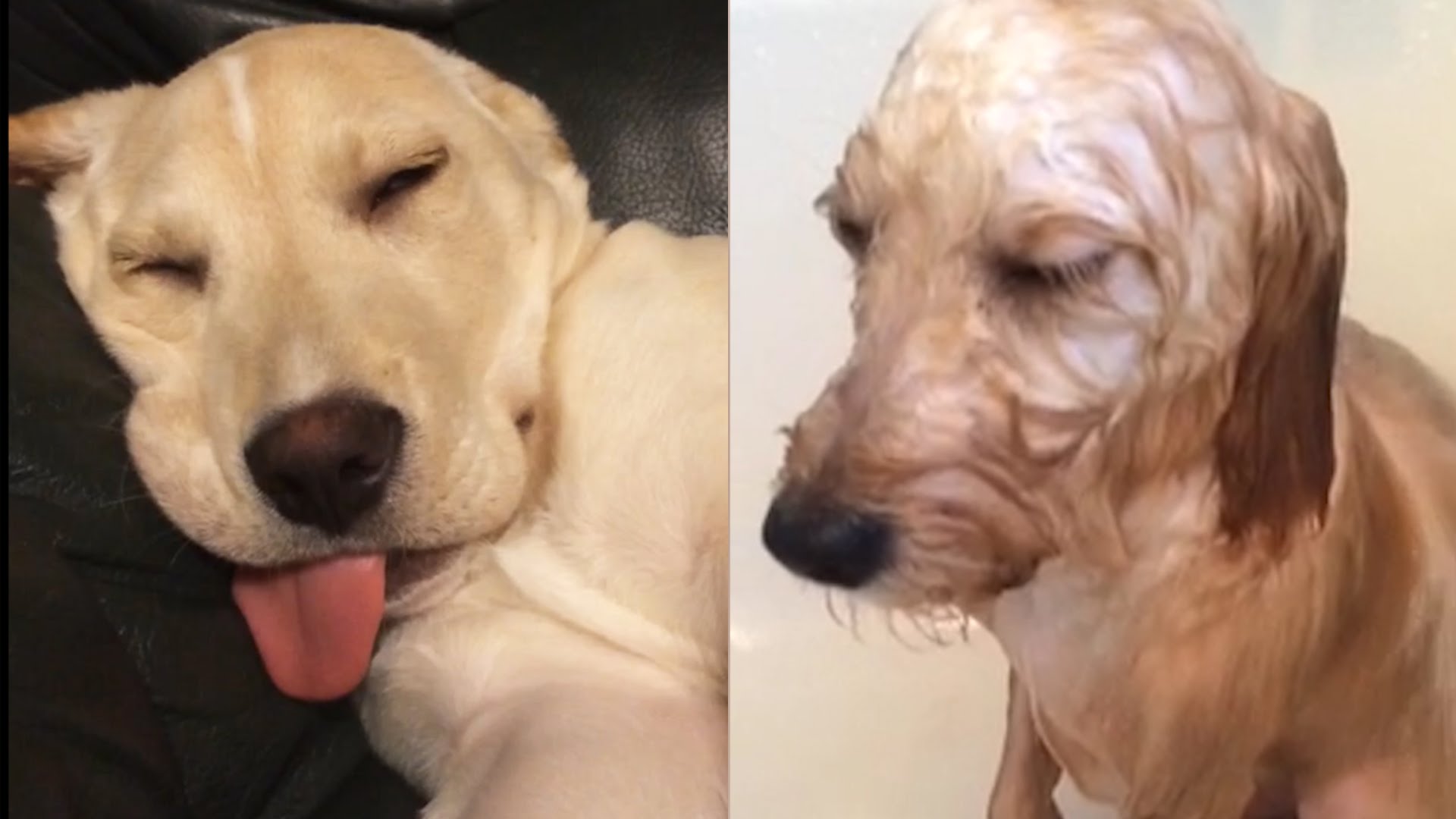 Cães que perderam a luta contra o sono
