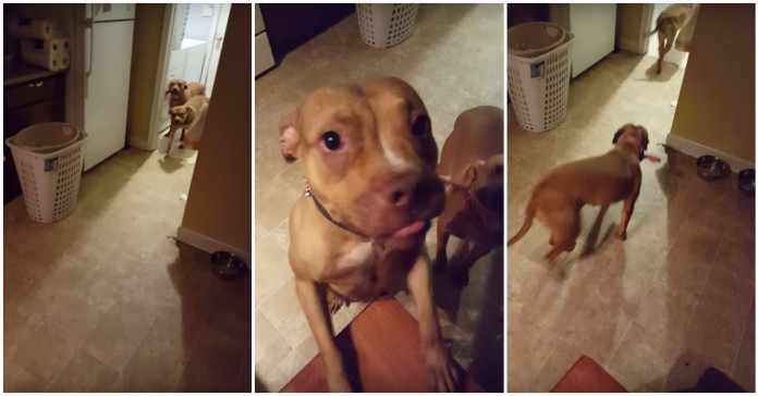 Eis a prova de que os cães percebem o que os humanos dizem