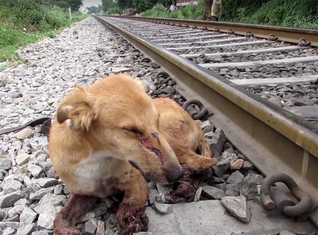 Cão atropelado destinado à morte encontra anjos na terra que lhe devolvem a alegria