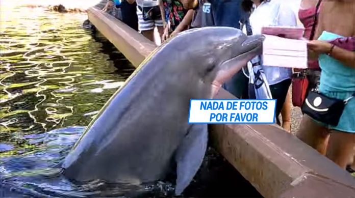 Golfinho rouba iPad a turista