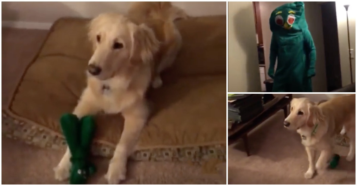 Dono disfarça-se de brinquedo favorito do seu cão e a reação não podia ser melhor