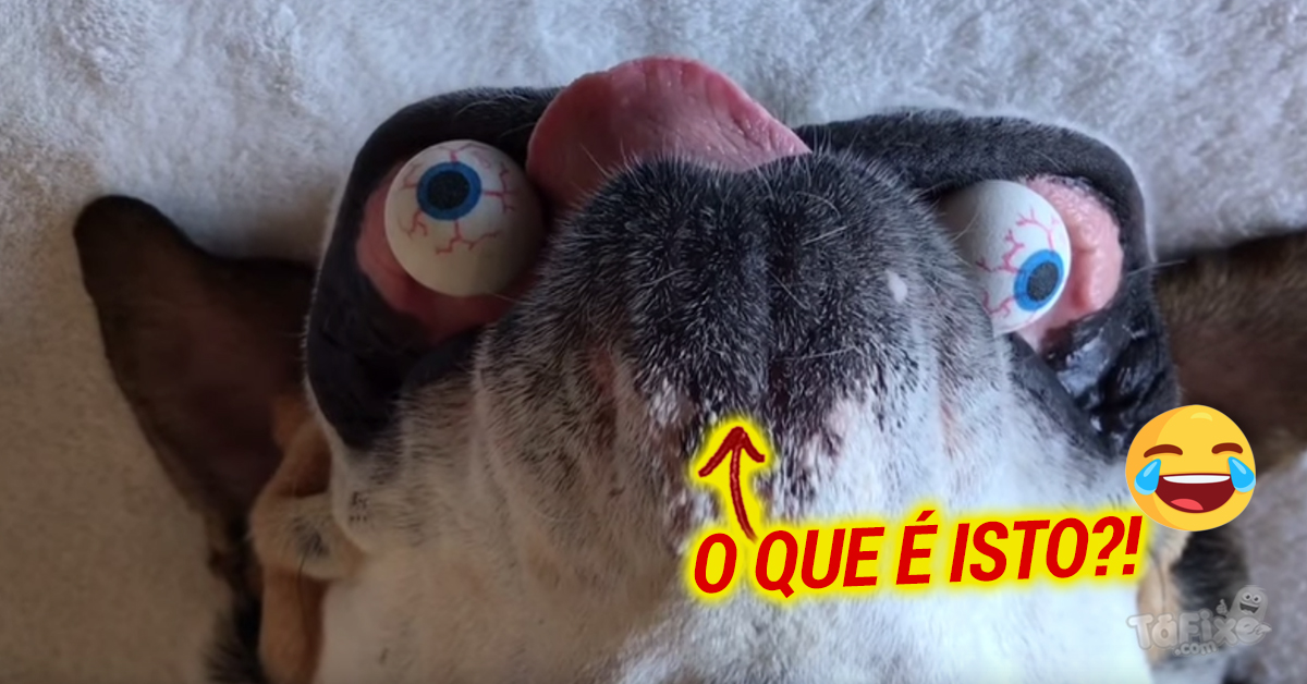 Um cão com uma cara muito estranha!