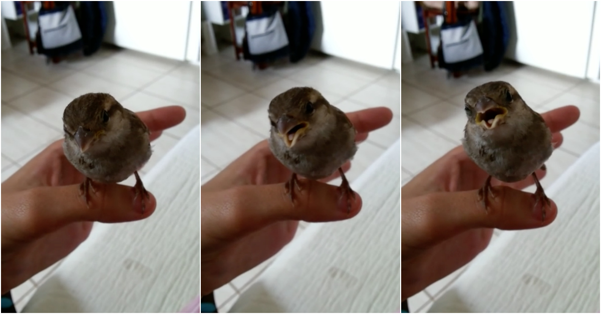 Pássaro pousa na mão de mulher e não quer sair... até que ela começa a cantar!
