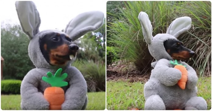 Apresentamos agora o coelho mais fofo da Páscoa... quer dizer... o cão mais fofo da Páscoa!
