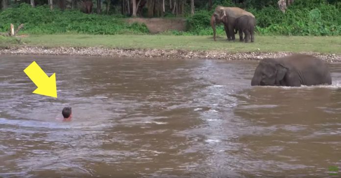 Elefante corre para salvar homem que se estava a afogar na Tailândia