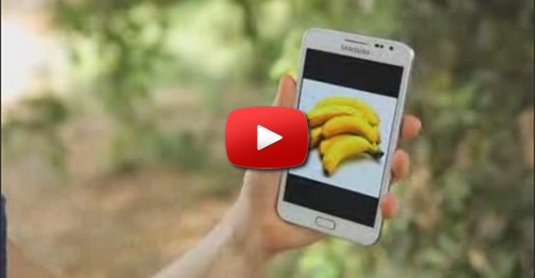 Elefante brinca com galaxy note!