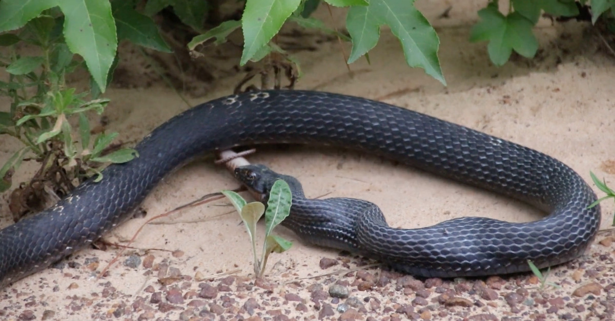Encontrou uma cobra e percebeu que tinha algo vivo dentro dela