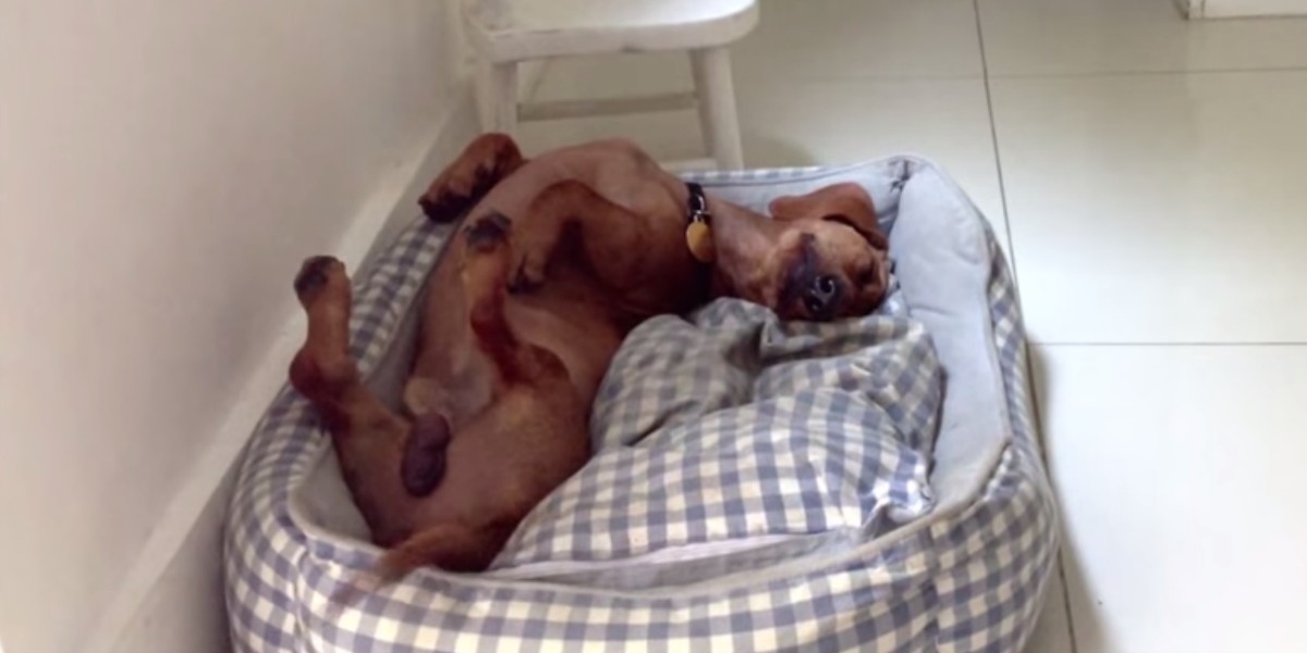 Vê só este cachorrinho a rebolar na sua nova cama