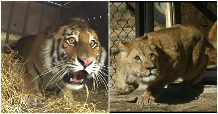 As reações de animais que foram libertados na natureza