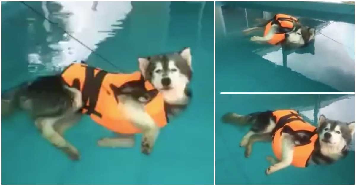 Era suposto este cão aprender a nadar ao vestir o colete mas ele tinha outro plano em mente!