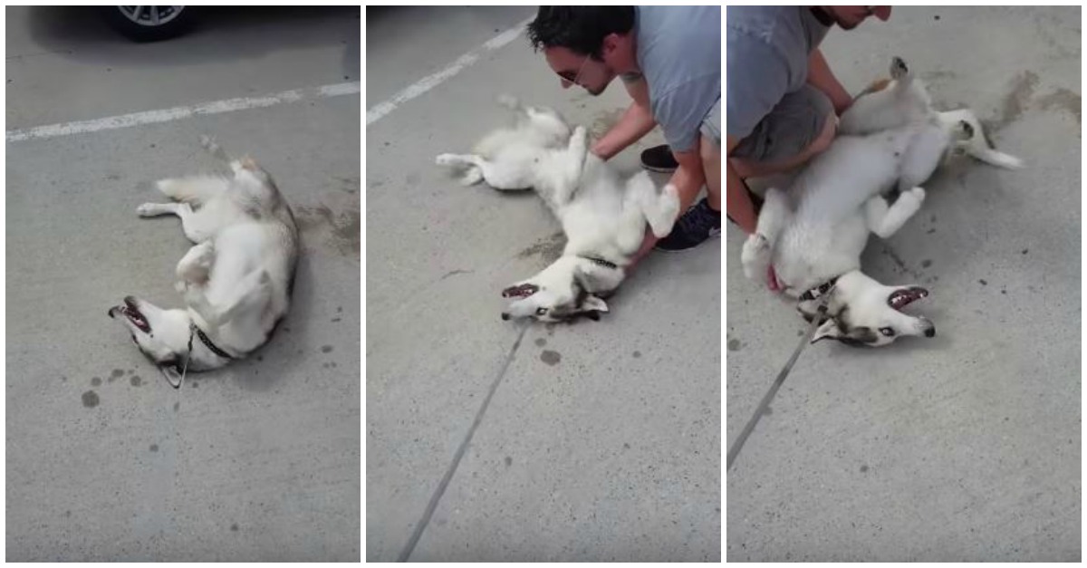 Esta é a birra mais fofa de sempre feita por um husky que não quer sair do parque
