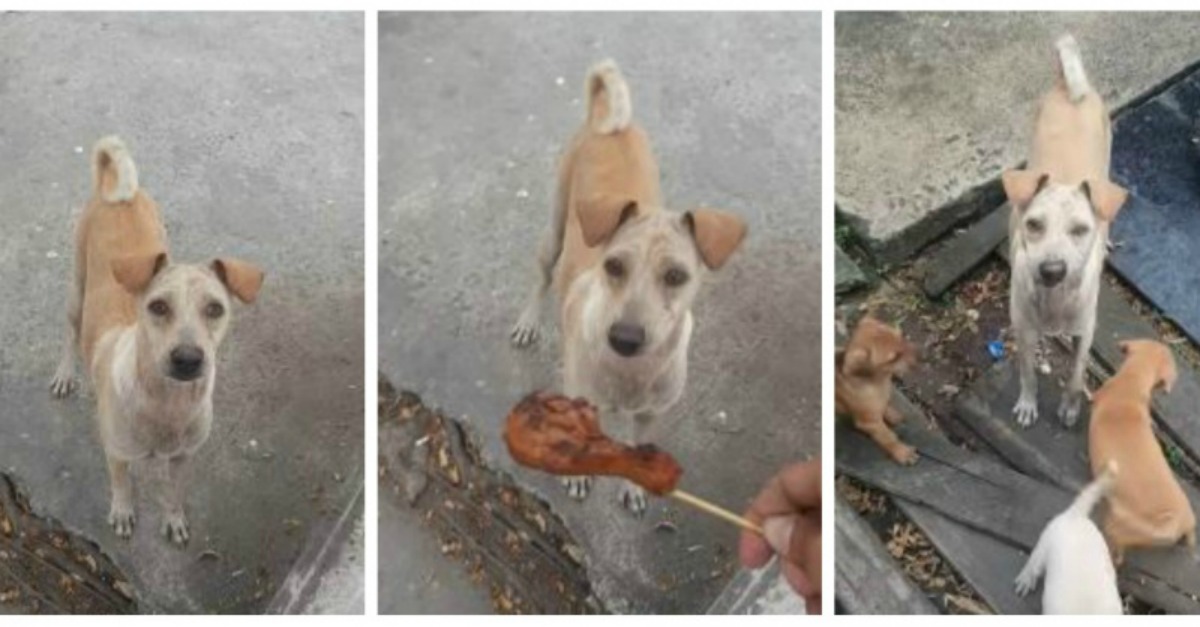 Esta mãe pedia comida na rua para poder alimentar os seus filhos