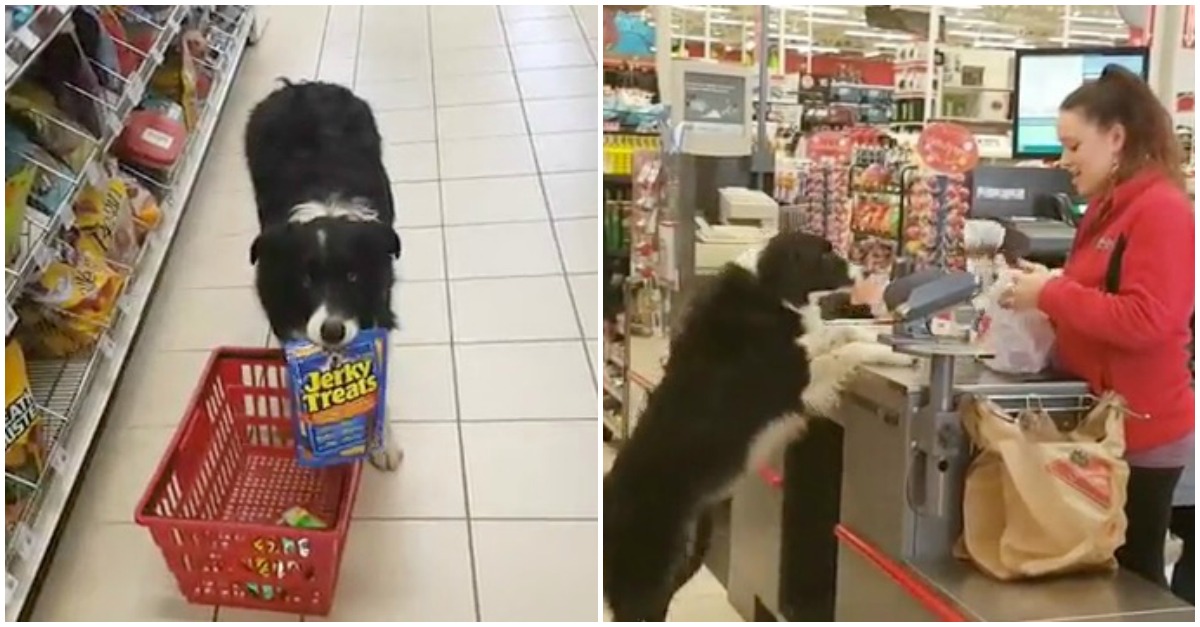 Este cão vai às comprar com o dono, gosta de encher o seu próprio cestinho, e pagar!