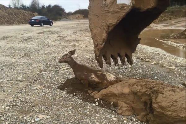 Esta animal preso na lama foi resgatado devido à boa vontade de algumas pessoas