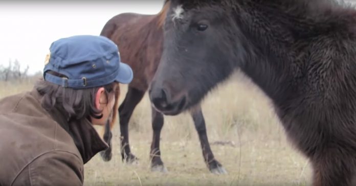 É assim que um cavalo selvagem agradece a ajuda