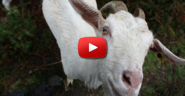 Cabras saltitonas?!