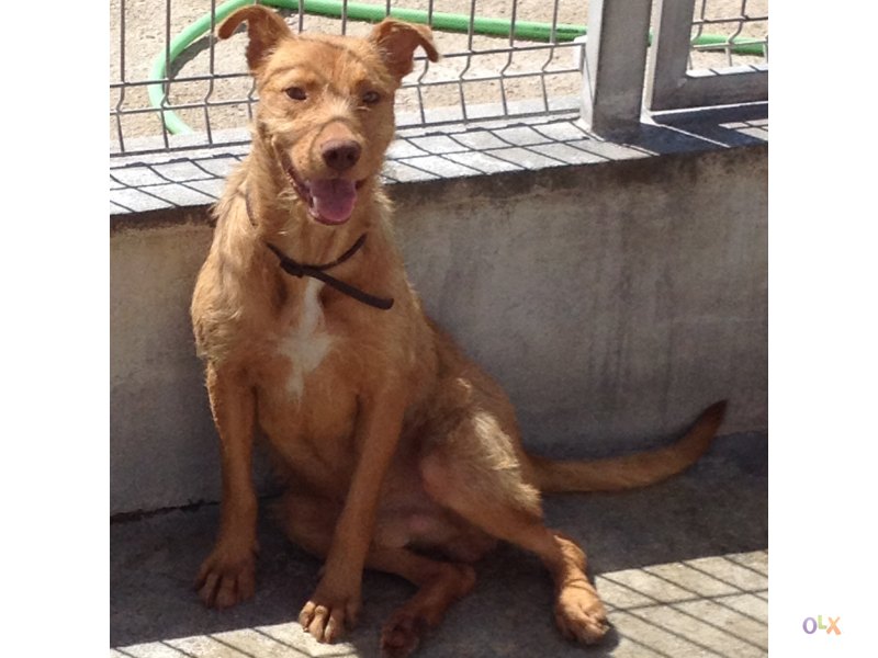 Queria brincar com o cãozinho? Então aqui vai disto?