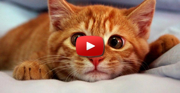 Gato farto de ouvir a dona cantar, faz isto...