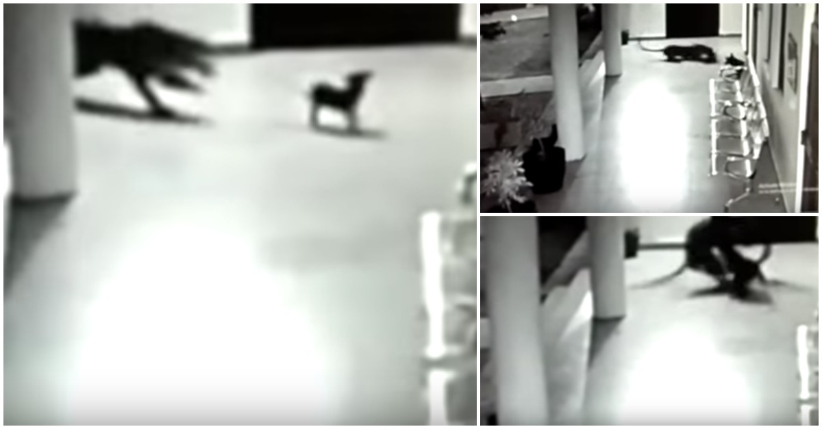 Momento impressionante em que uma cadela derruba e persegue um leopardo que atacou a sua cria