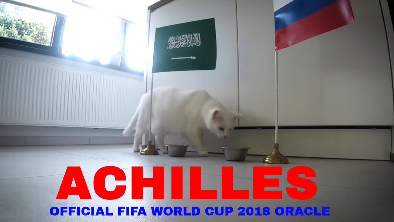 Gato já previu quem ganha o jogo inaugural do Mundial