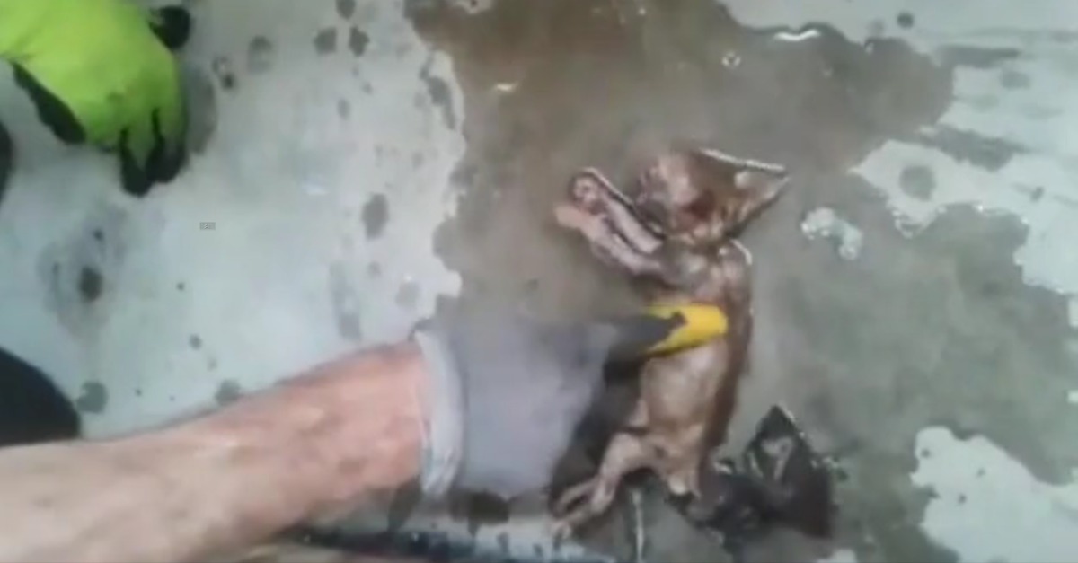 Bombeiro “ressuscita” gatinho utilizando manobras de reanimação