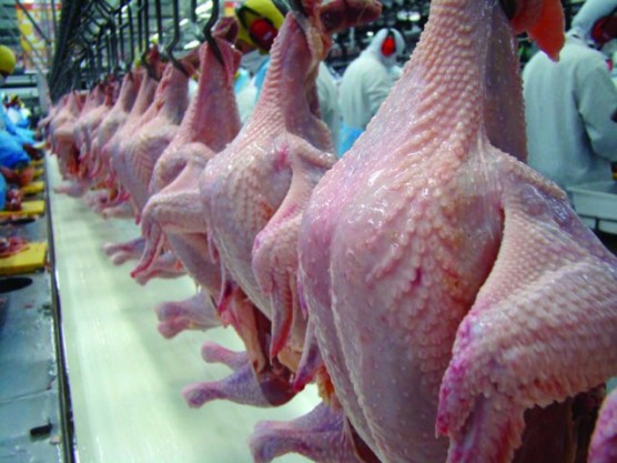 Frangos de aviário menos cheiinhos levam tratamento SURREAL para aumentarem de peso