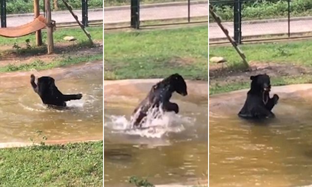 Depois de vários anos de cativeiro este urso não consegue esconder a sua alegria
