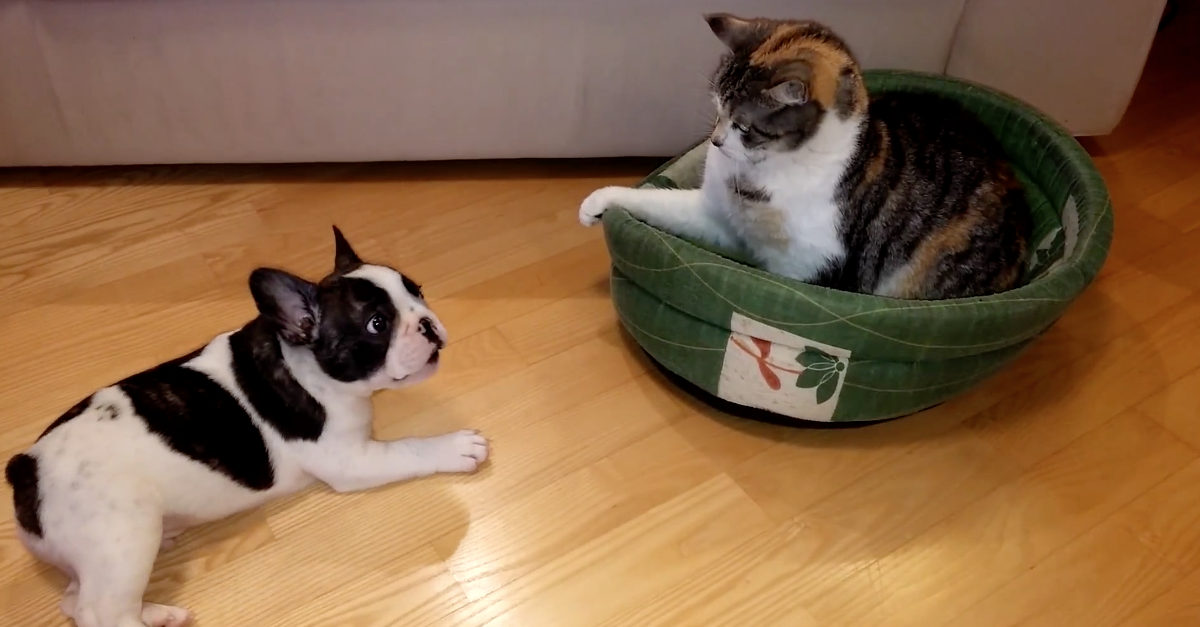 A vingança de Pixel: O cachorrinho que viu a sua cama roubado por um gato