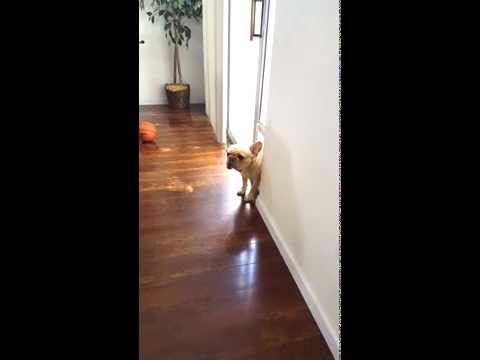 Este é sem dúvida o culpado mais fofinho do mundo!