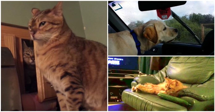 Os momentos mais divertidos com animais de 2015