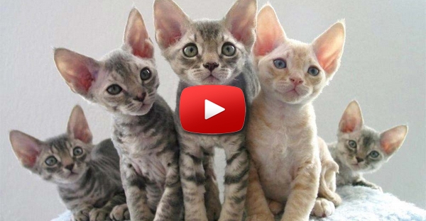 Gatos Engraçados