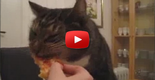 Gato comendo pizza