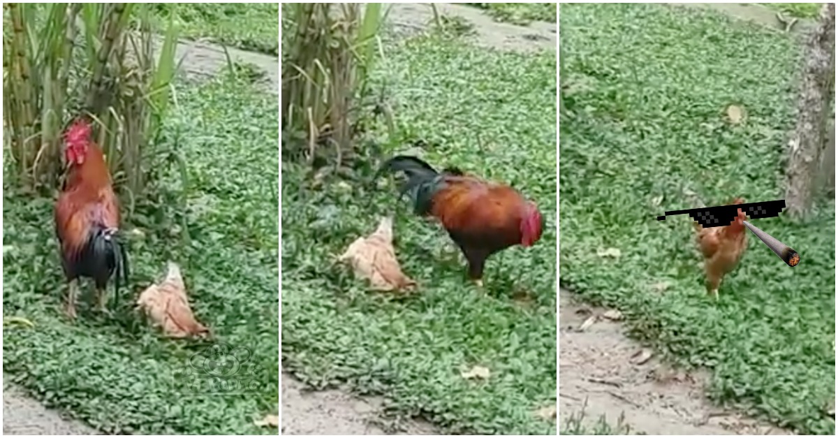 Galinha finge-se de morta para não ter que levar com o galo tarado lá da zona