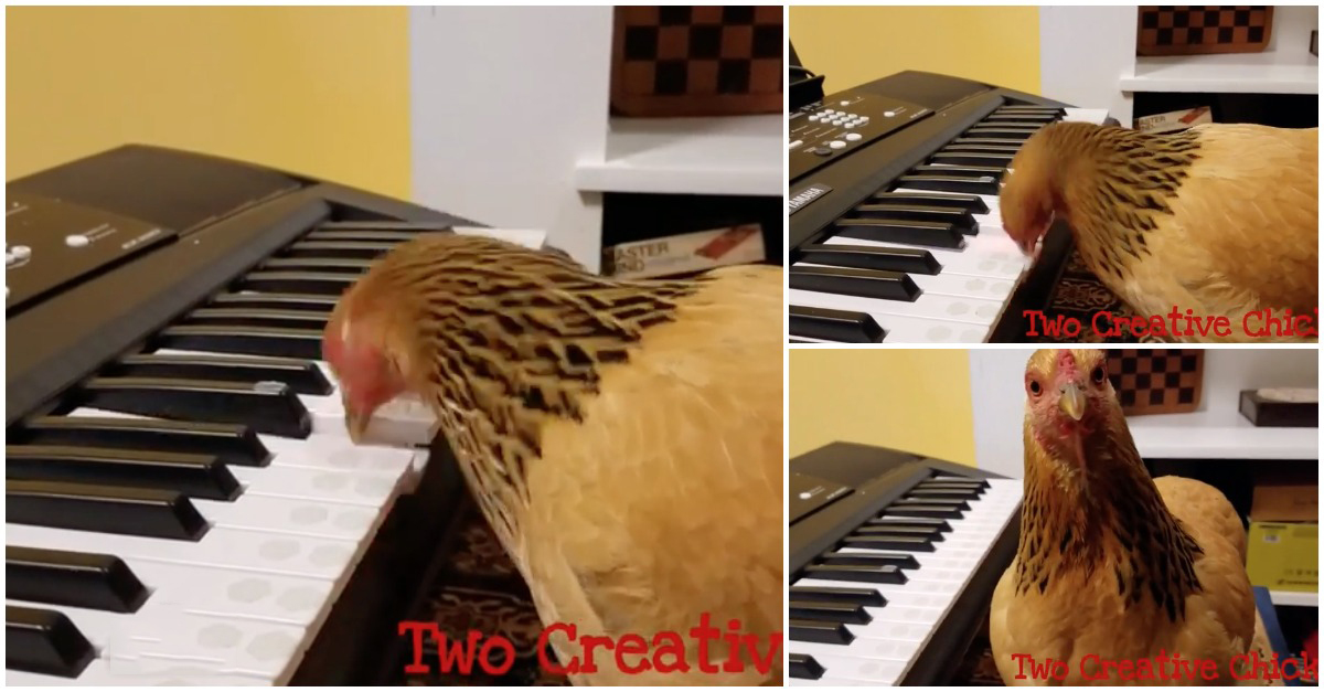 Galinha toca música patriótica dos EUA ao teclado. E esta, hein?!