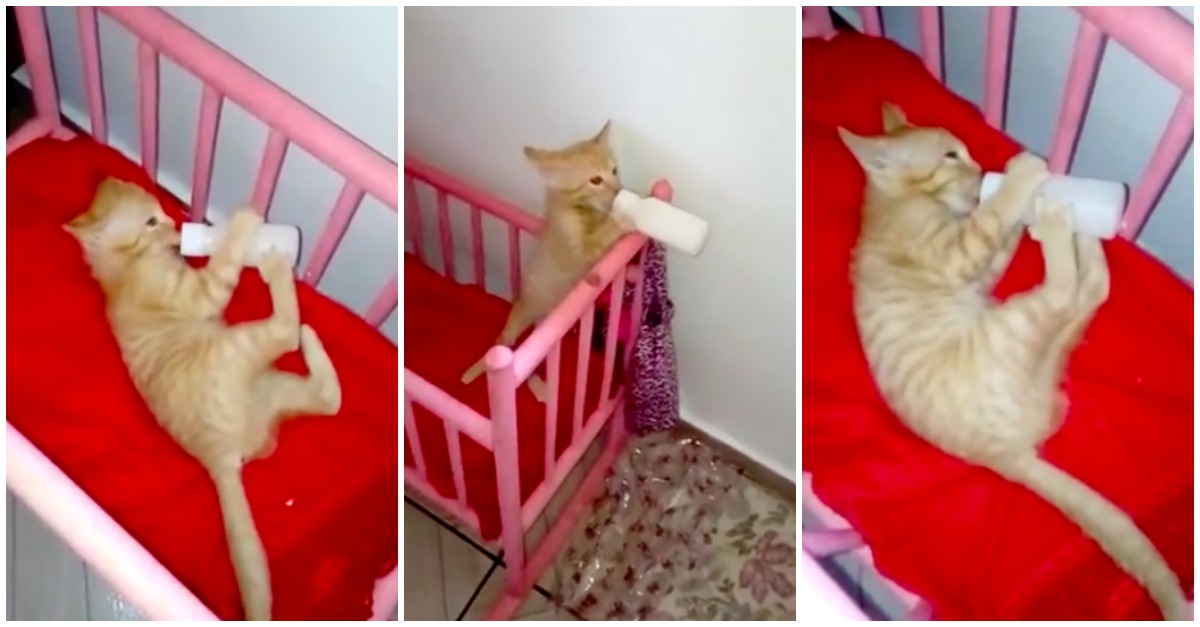Gatinho a tomar leite de biberão como um bebé está a derreter a internet