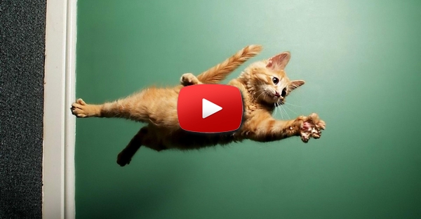 Gato e a Missão Impossível