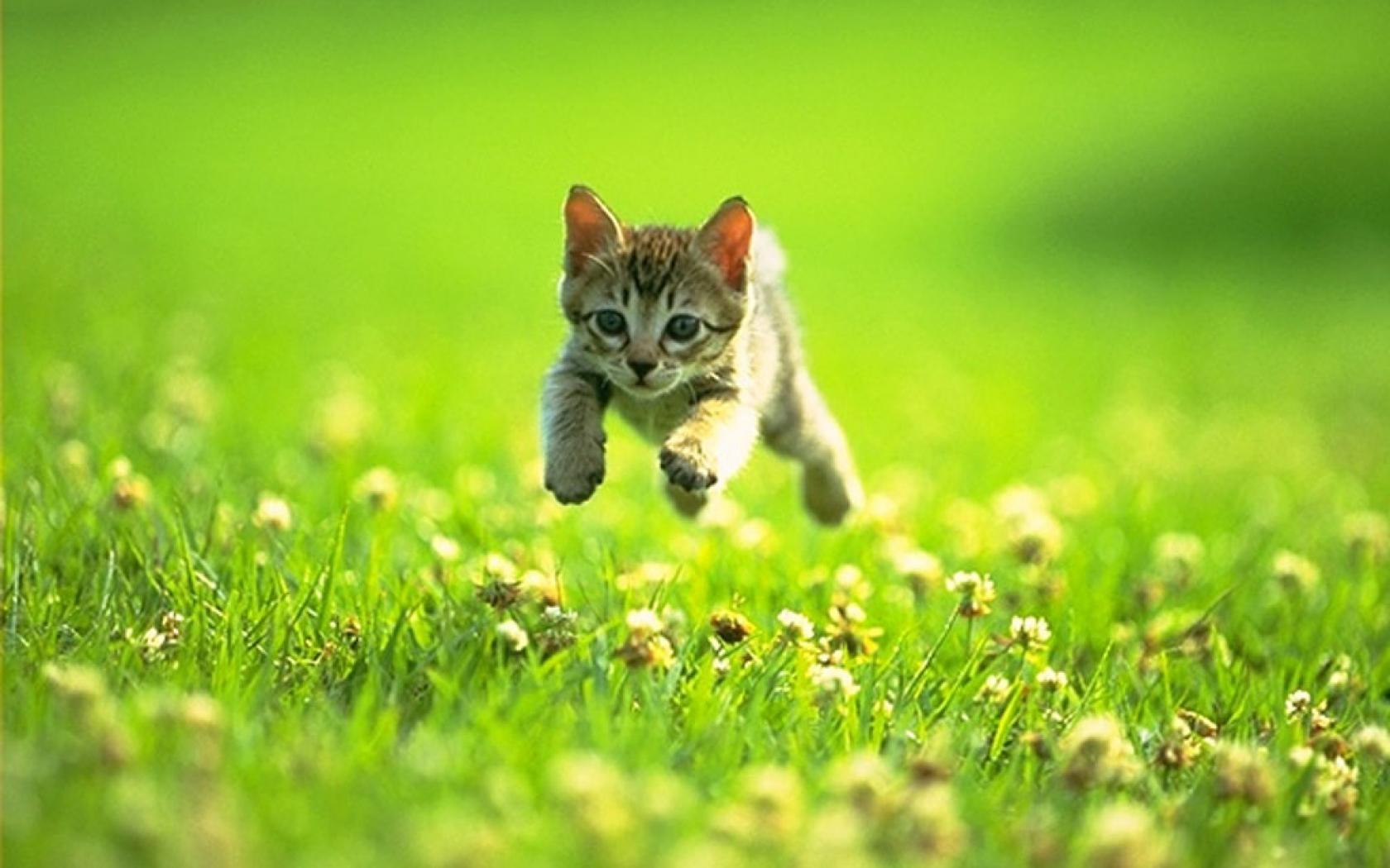 Gato Obikwelu