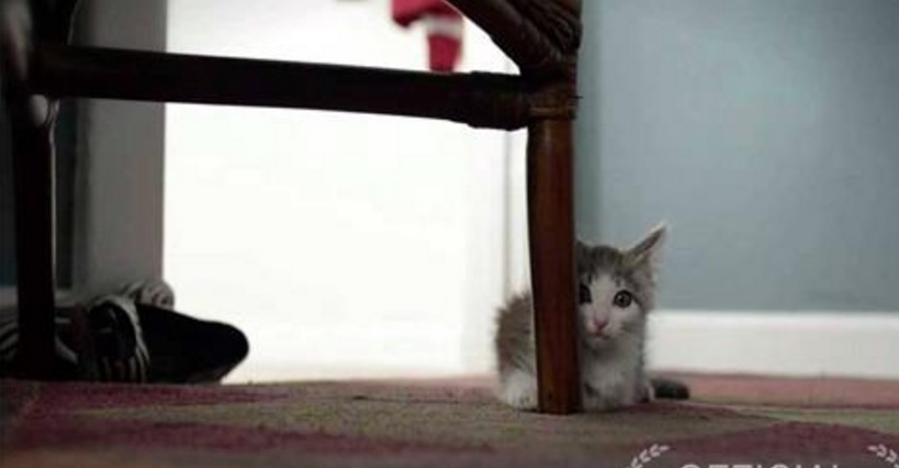 A história de um gatinho adotado que teve de conquistar o cão família