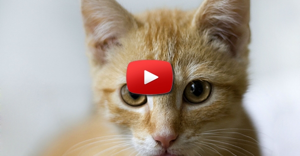 Gato com lingua "electrica"