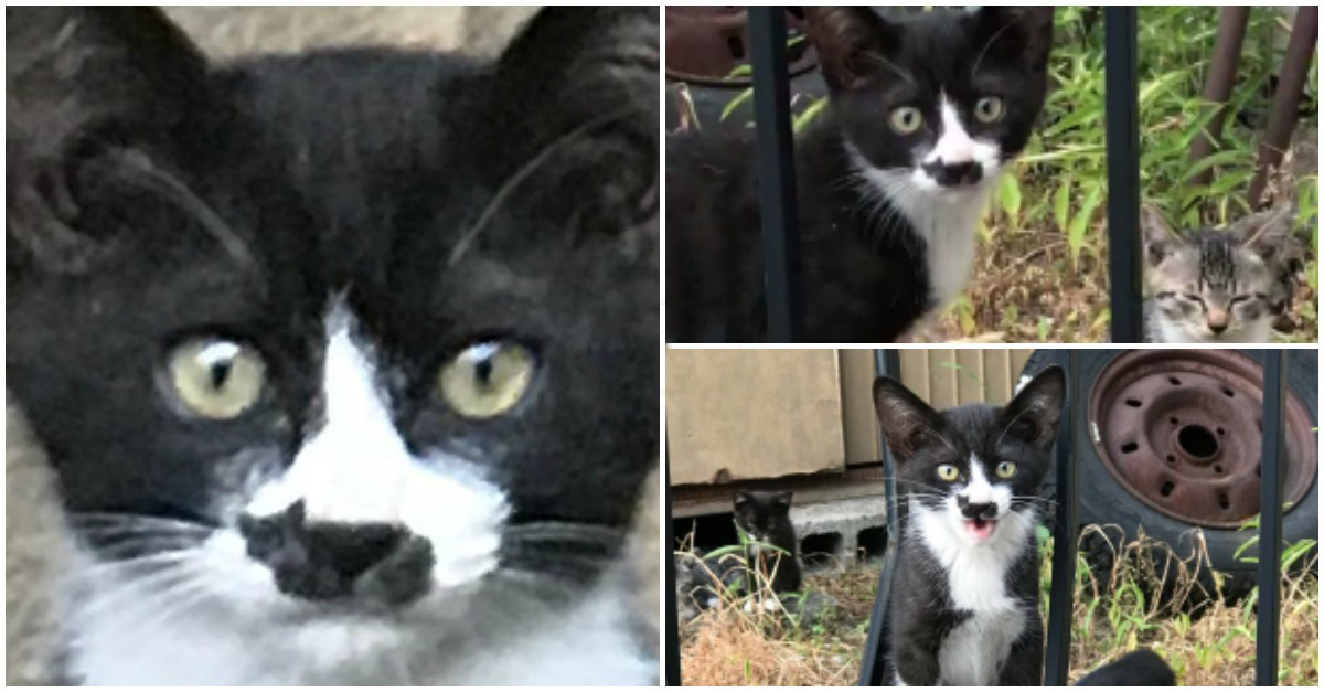 Gato com mancha em formato de gatinho no nariz está a conquistar os internautas