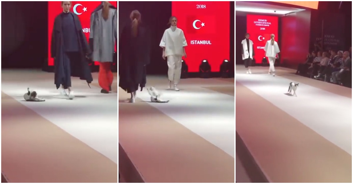 Gato de rua torna-se estrela de um desfile de moda após invadir passerelle