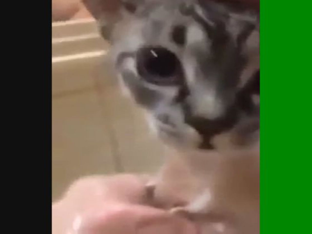 Gatinho diz magoei depois de ser obrigado a tomar banho