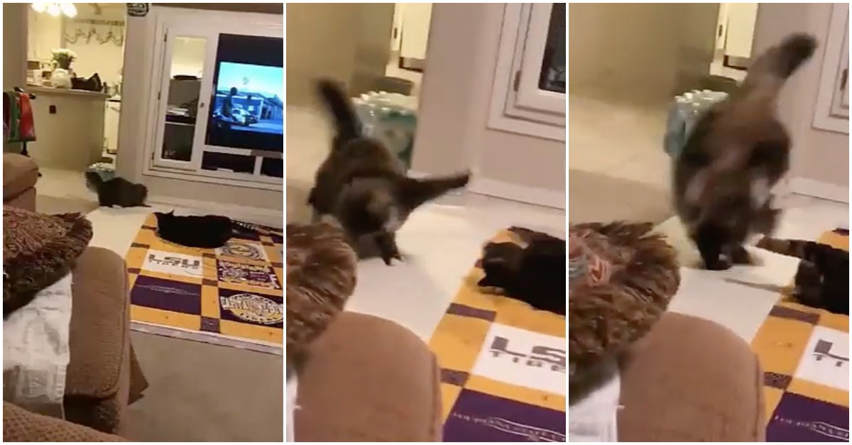 Gato faz movimento de capoeira para escapar às garras do seu parceiro de casa